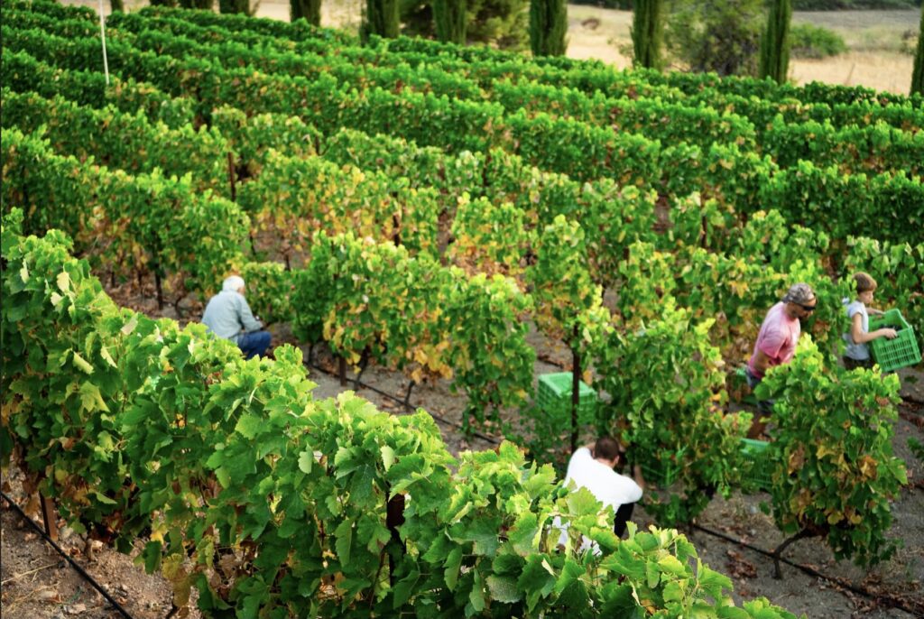 Agios Serafim Solia Winery