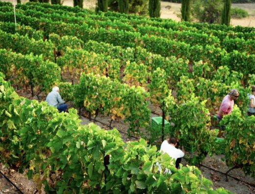 Agios Serafim Solia Winery