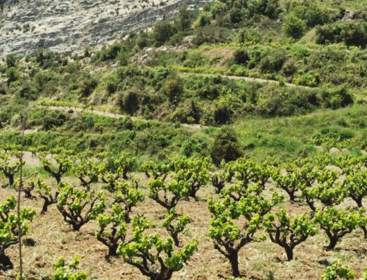 Constantinou Winery
