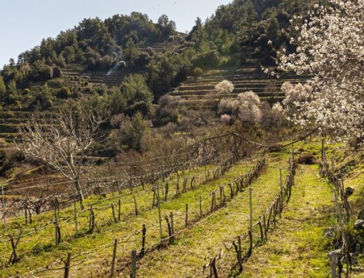 Ekfraseis Winery (Vassiliades)