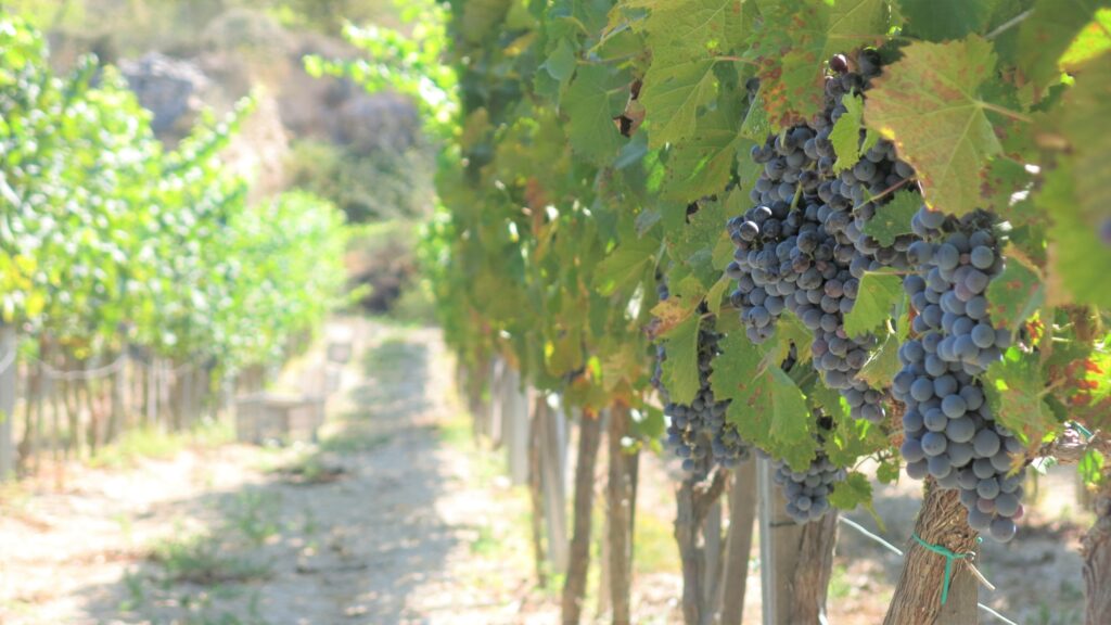 Fikardos Winery