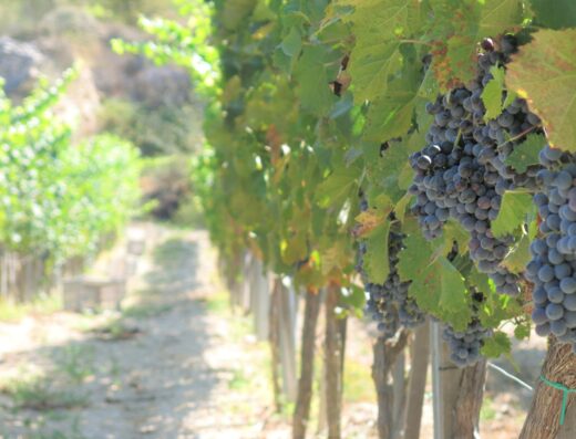 Fikardos Winery