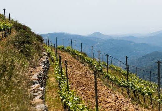 Kyperounda Winery