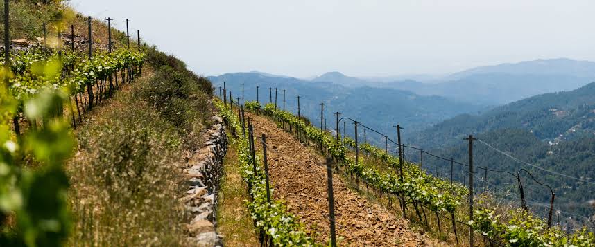 Kyperounda Winery