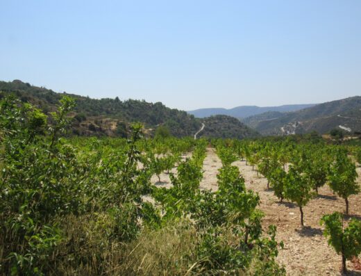 Monagri Grape Farm