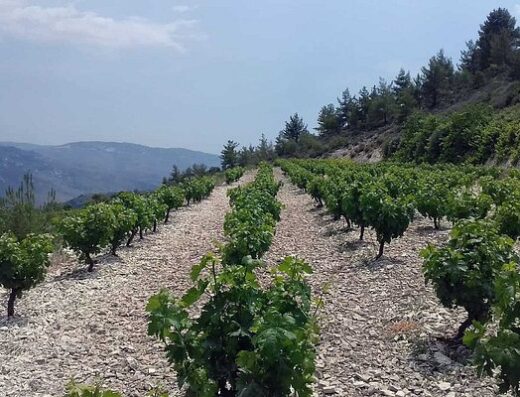 Nikodemos Winery (Panayia)