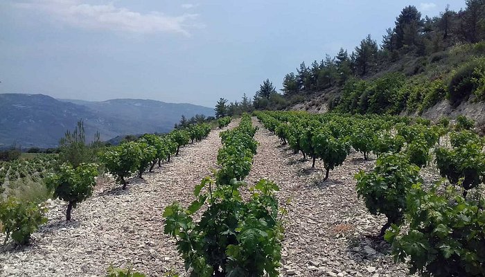 Nikodemos Winery (Panayia)