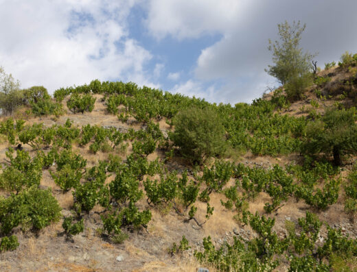 Pittali Winery