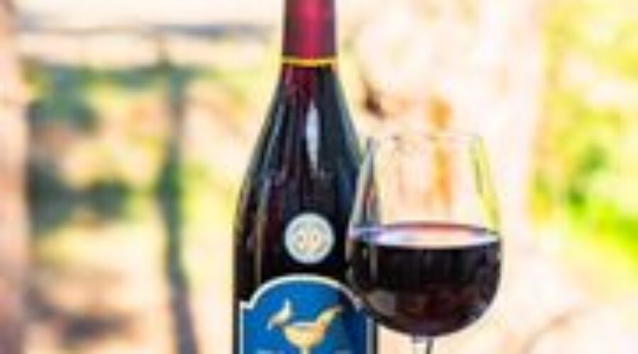 Shiraz 2022