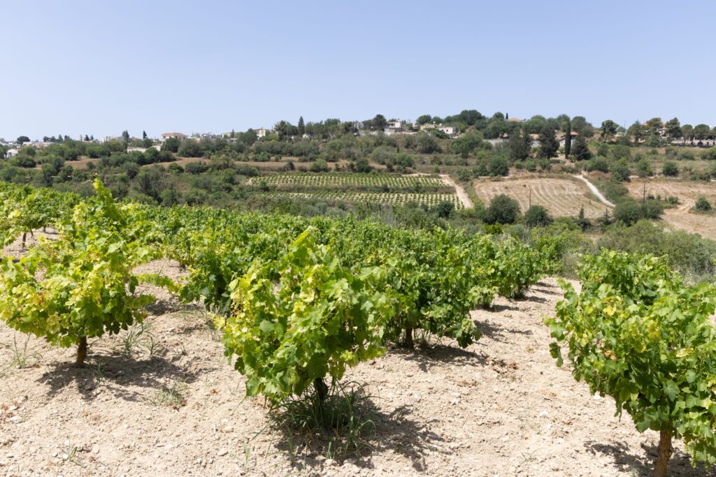 Sterna Winery & Wine Museum