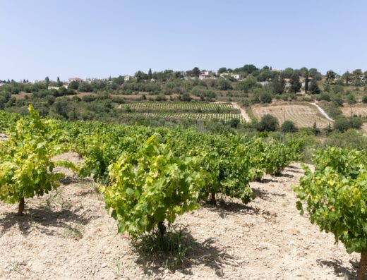 Sterna Winery & Wine Museum