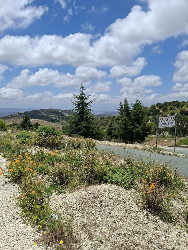 Avacas Winery